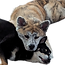 Banuk and Haru