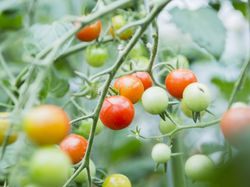 日高の豊かな食材たち