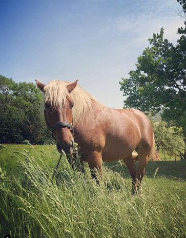 Cheval de Jérémy et Julie
