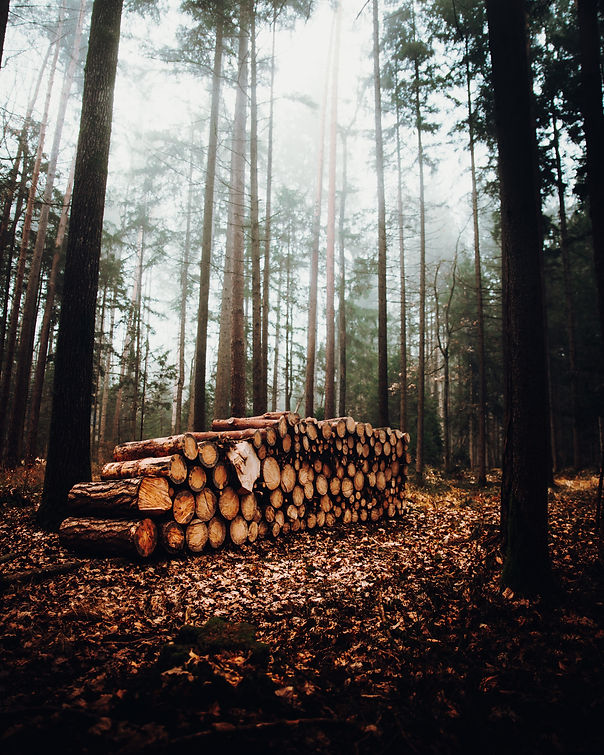 paisaje-bosque-neblinoso-monton-troncos.jpg