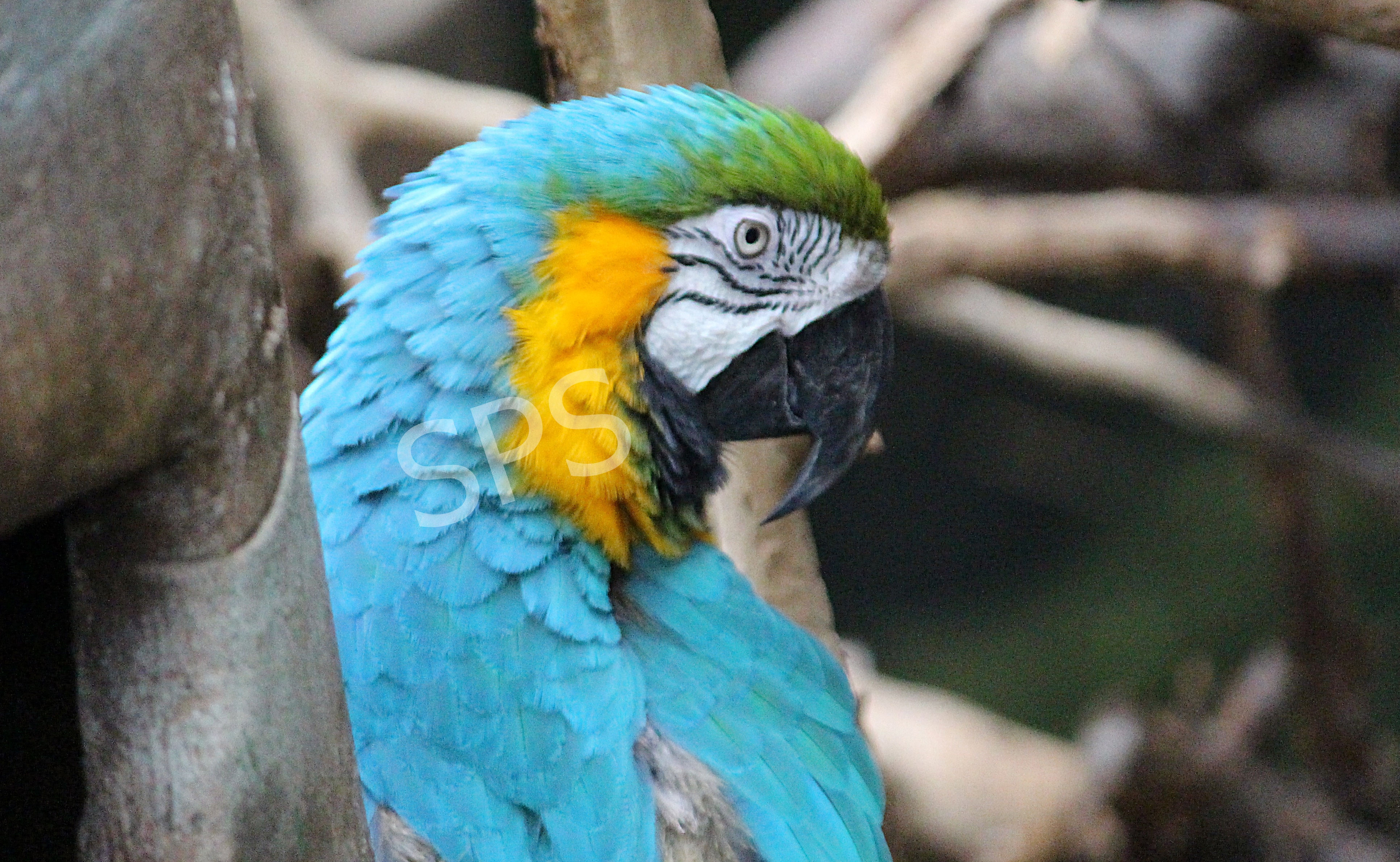 Parrot Right