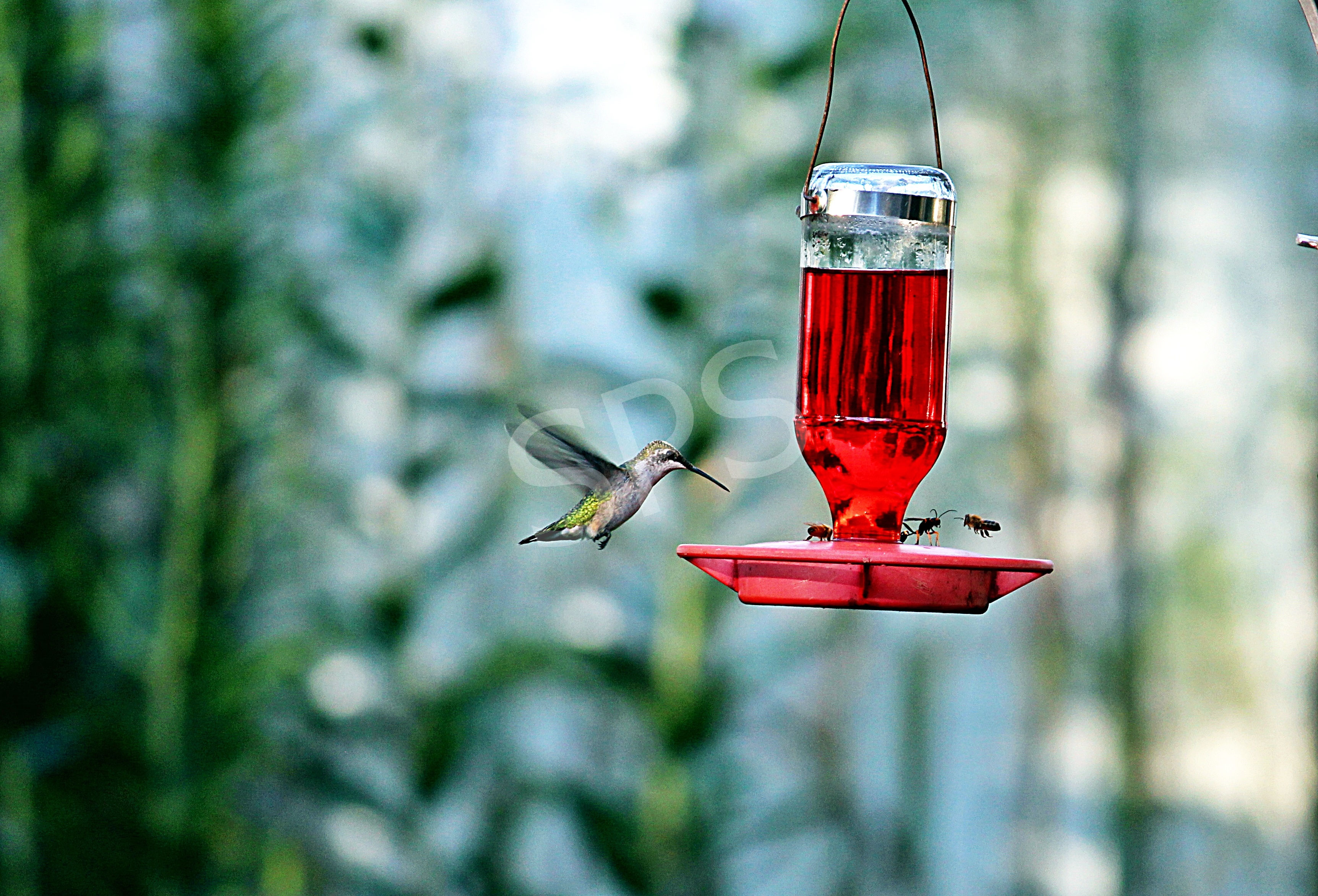 Hummingbird