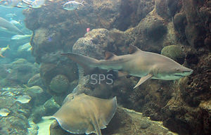 Sand Tiger Shark  WM.JPG