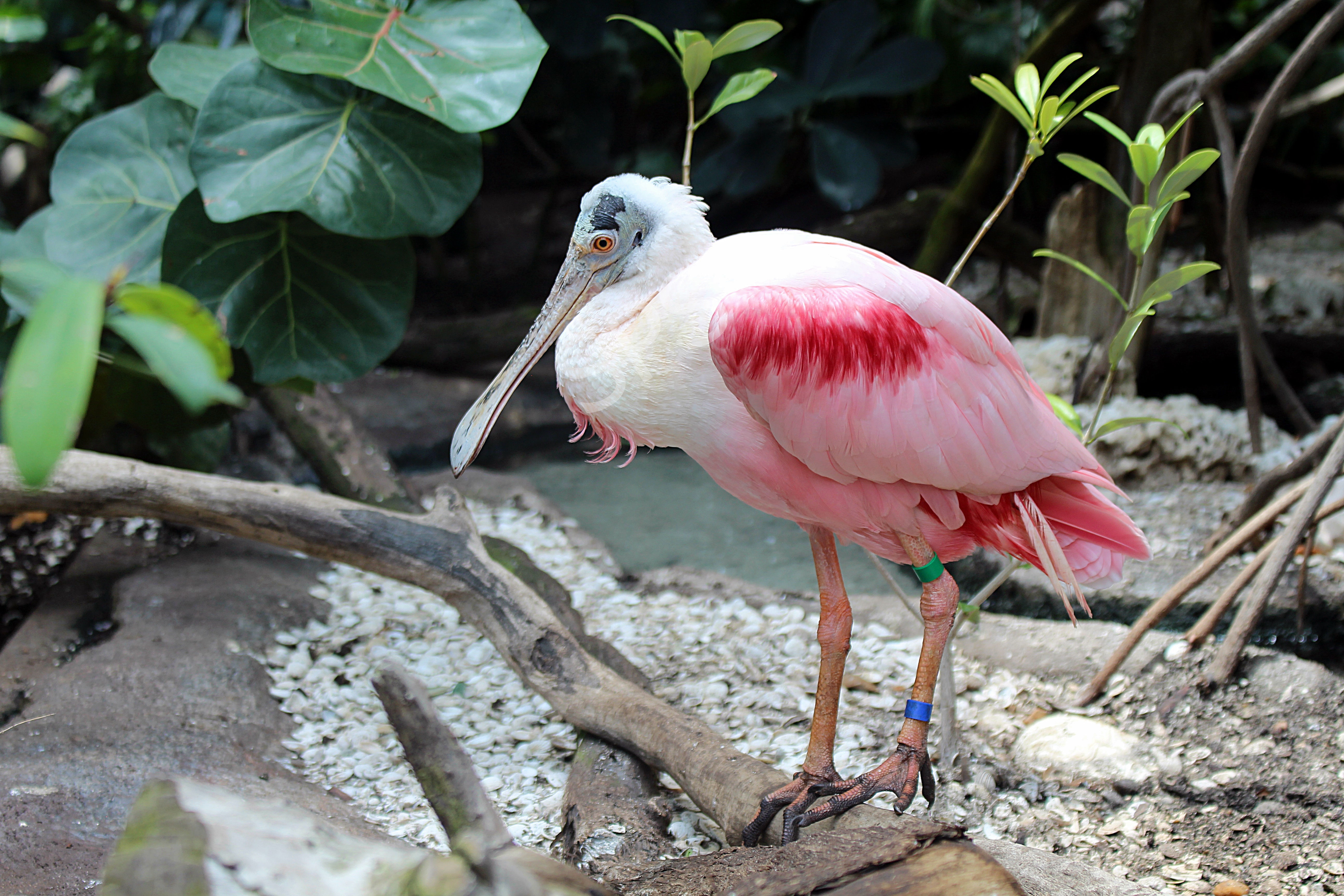 Spoonbill