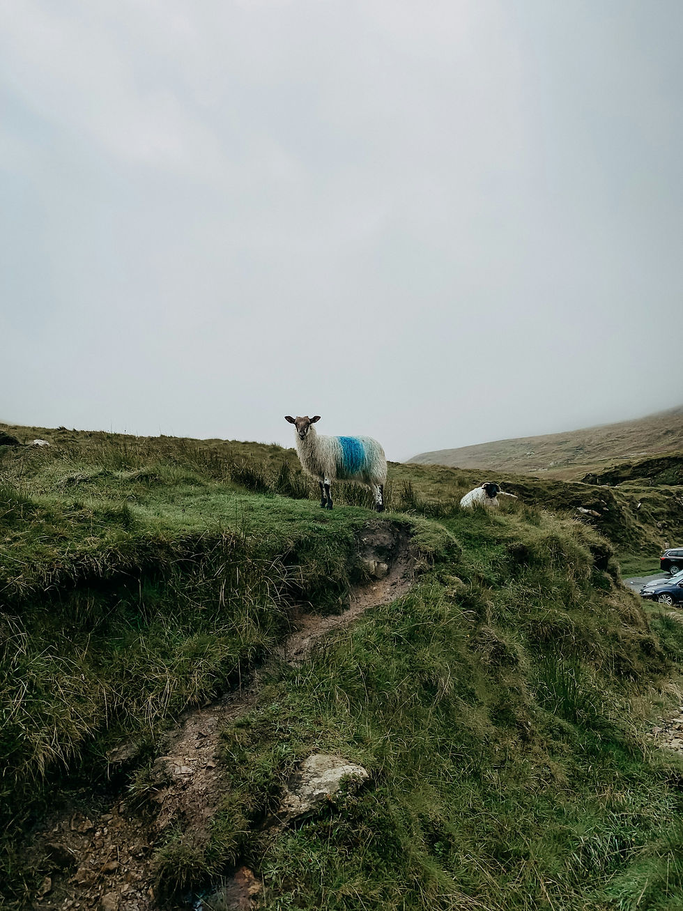 Sheep with a blue mark stands on grassy hill, under overcast sky. Another sheep rests nearby. A car is partially visible in the background in Achill Ireland.