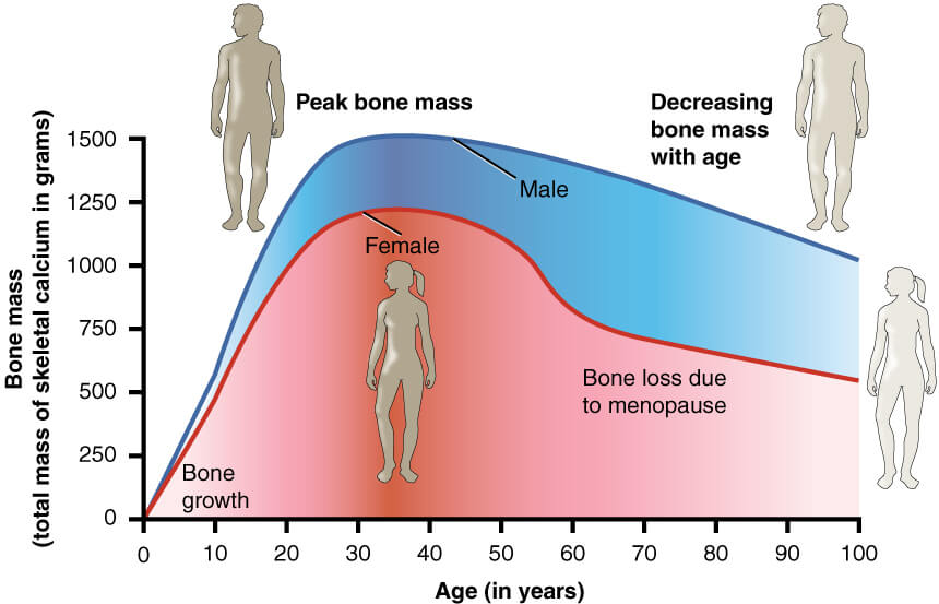 Chart showing changes in bone mass across the lifespan, comparing men and women and highlighting menopause-related bone loss
