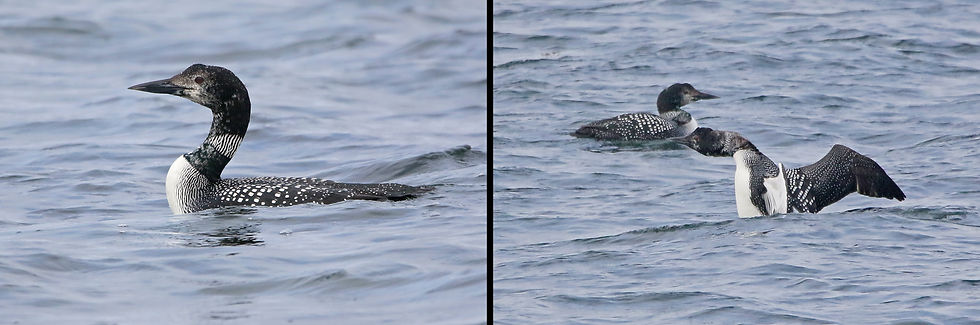 Great Northern Divers at Aultbea