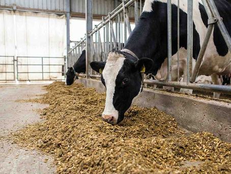Import Rapeseed Meal Bulk: Buyer's Guide for Animal Feed Applications