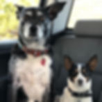 Doggos_edited