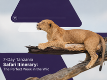 7-Day Tanzania Safari Itinerary: The Perfect Week in the Wild