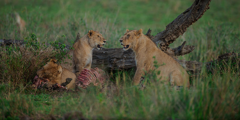 4 Days Tanzania Safaris