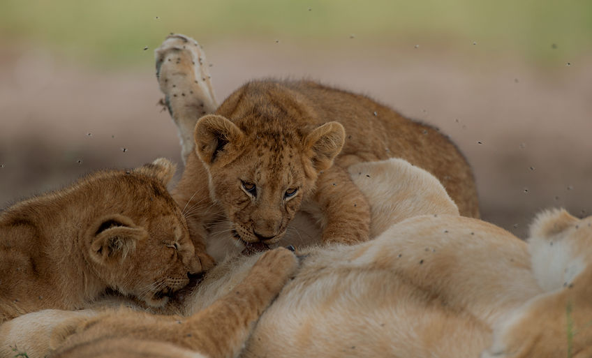 Three lion cubs playfully interacting