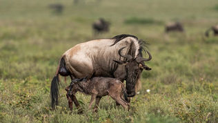 🦓 The Great Calving Season in Tanzania: Nature’s Most Spectacular Miracle