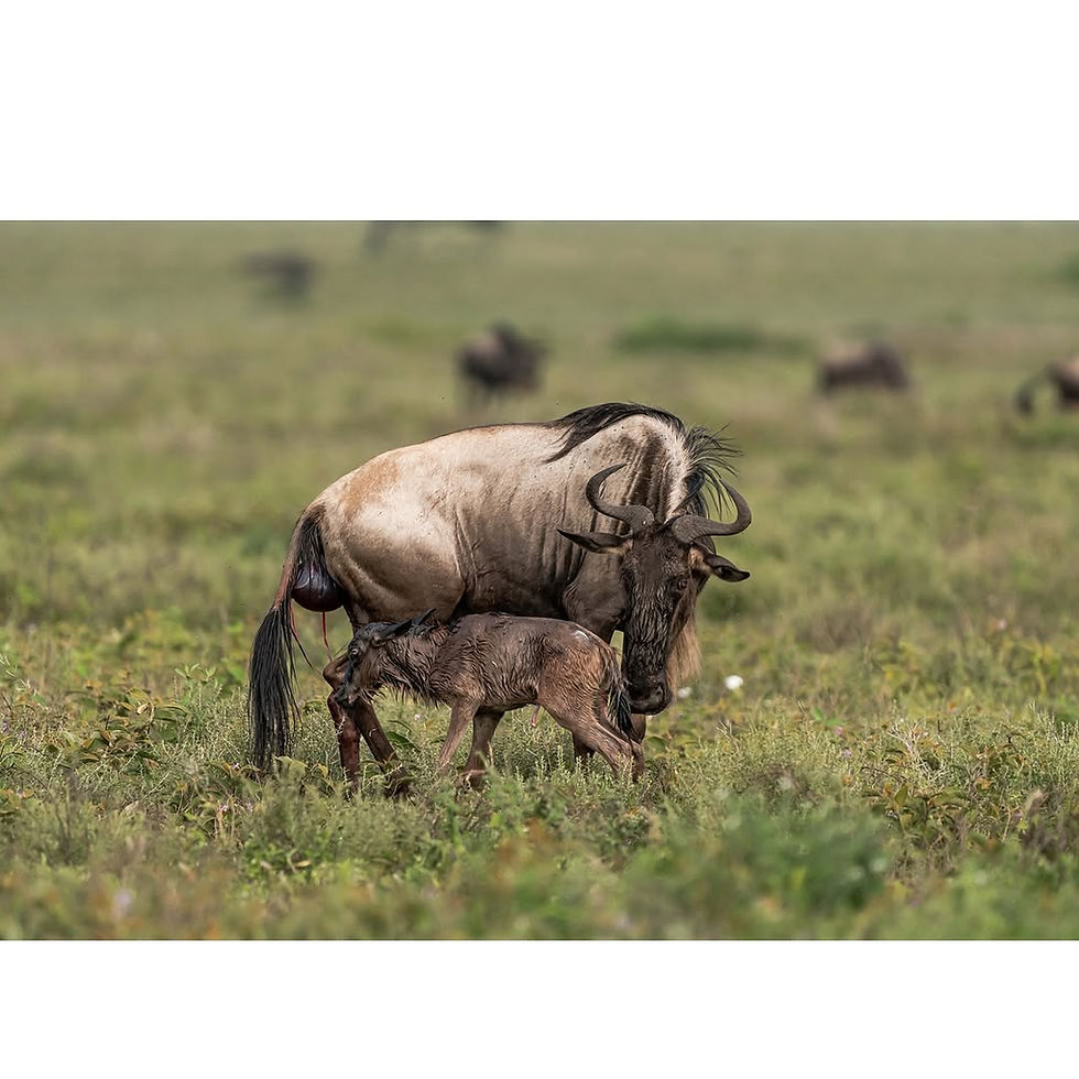 🦓 The Great Calving Season in Tanzania: Nature’s Most Spectacular Miracle