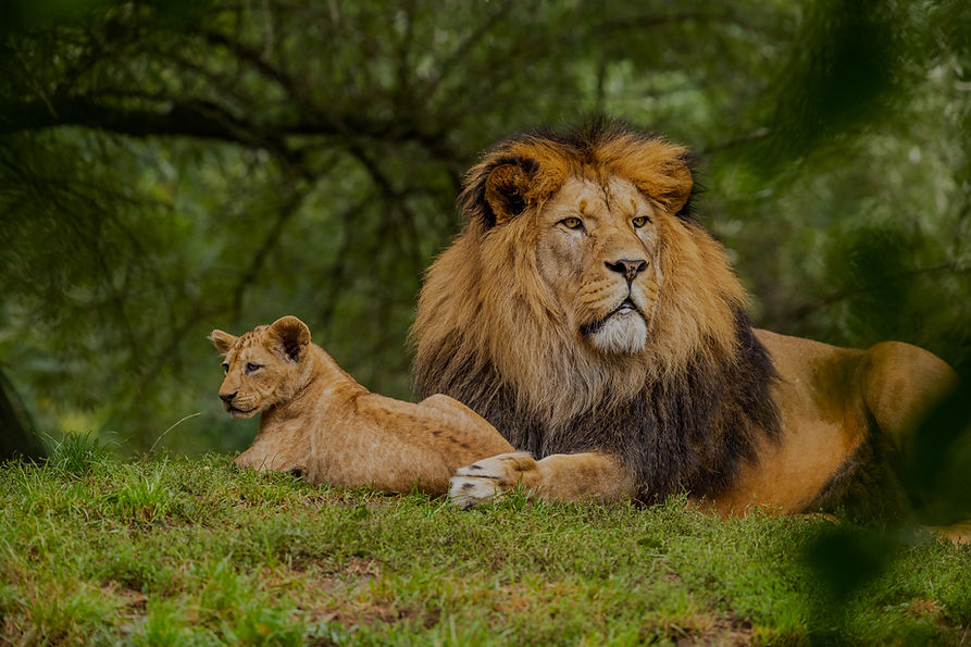 Majestic lion and cub resting in lush green grass