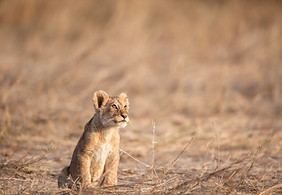 Mikumi Young Lion | Gnade Safaris