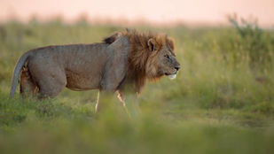 5 Day Tanzania Safari Tour