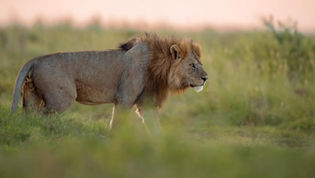 5 Day Tanzania Safari Tour