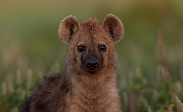 Hyna spotted Mikumi National Park