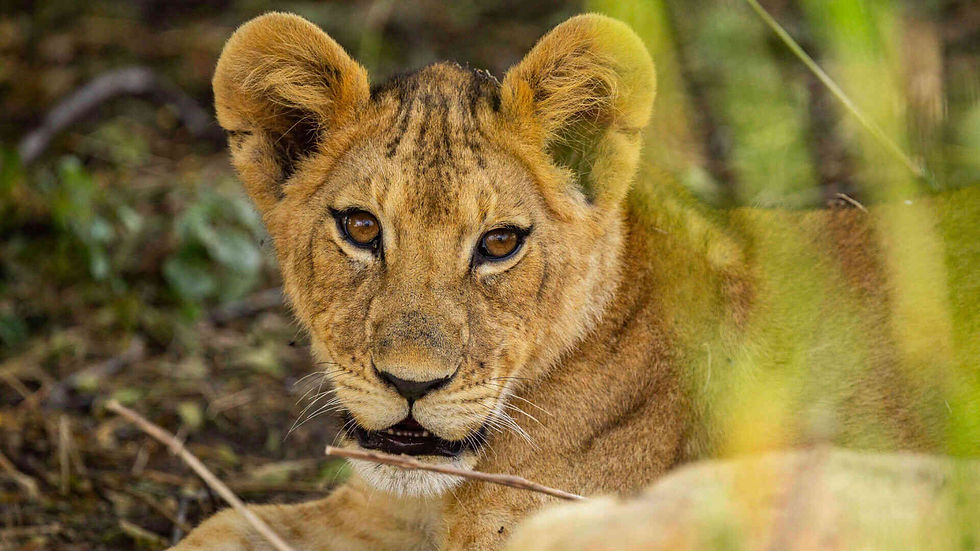 Tanzania Safari Group Tours vs Private Safari