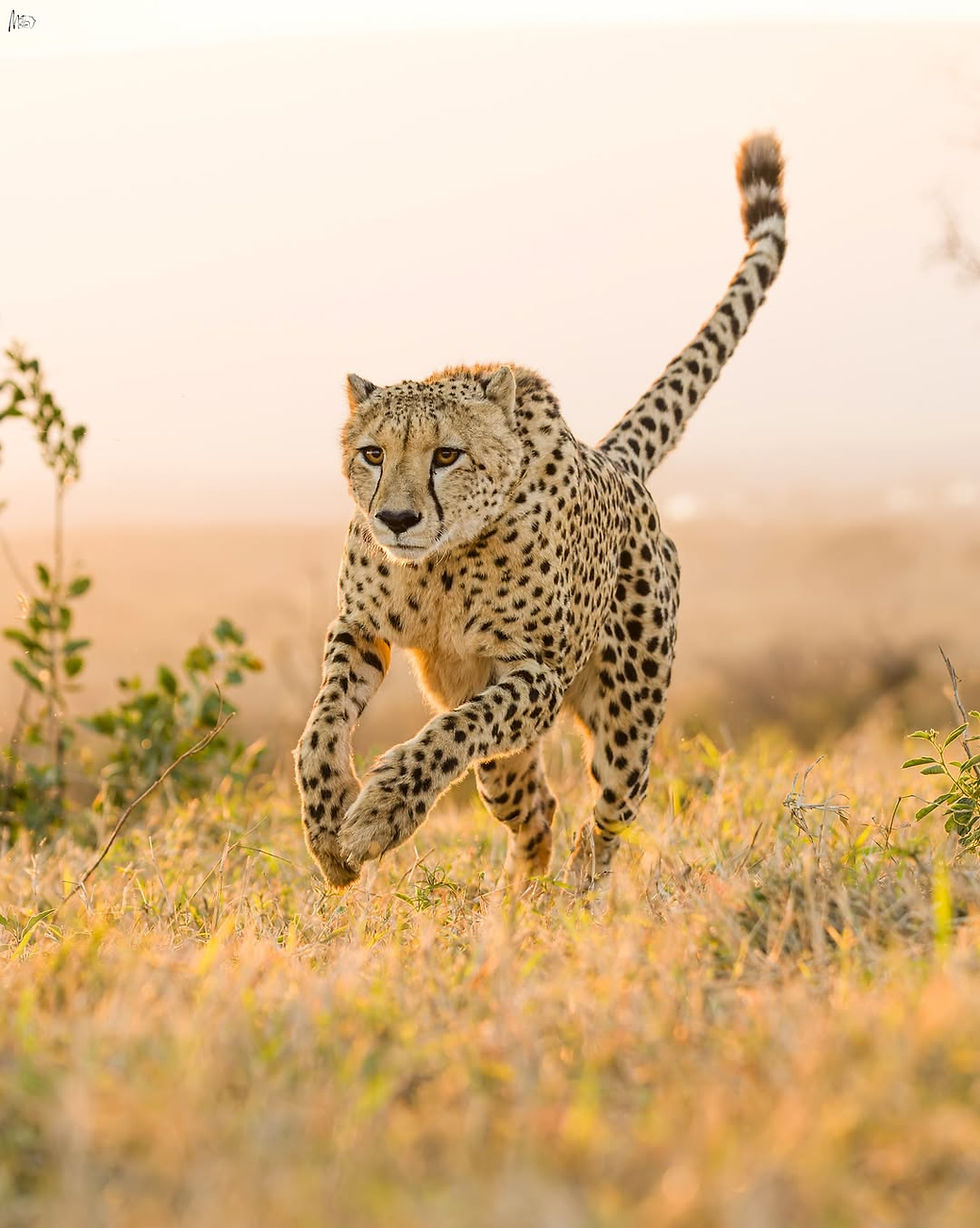 What to Expect on a Serengeti Safari