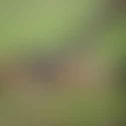 Best Time to Visit Tanzania – Safari Seasons & Migration Guide