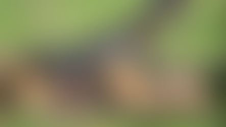 Best Time to Visit Tanzania – Safari Seasons & Migration Guide