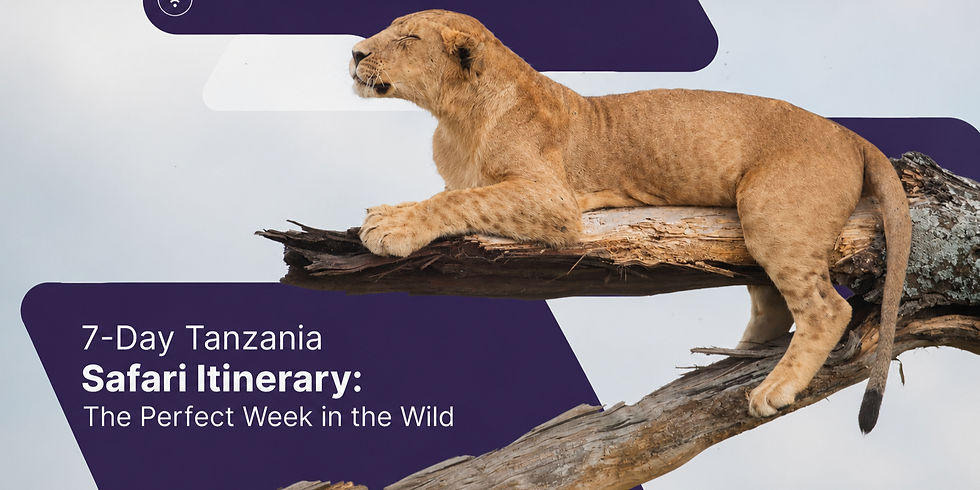 Lion | 7-Day Tanzania Safari Itinerary | Gnade Safaris