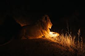 Night Game Drive in Tarangire