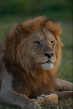 7 Day Luxury Safari in Tanzania