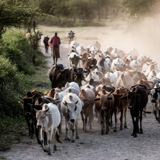 Boys With Cows Maasai Tribe Tanzania