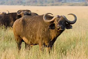 Image by Uzuri Safaris Tanzania