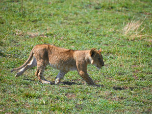 Why a Tailored Tanzania Safari Beats the Guidebook: Real Itineraries That Adapt to Your Pace