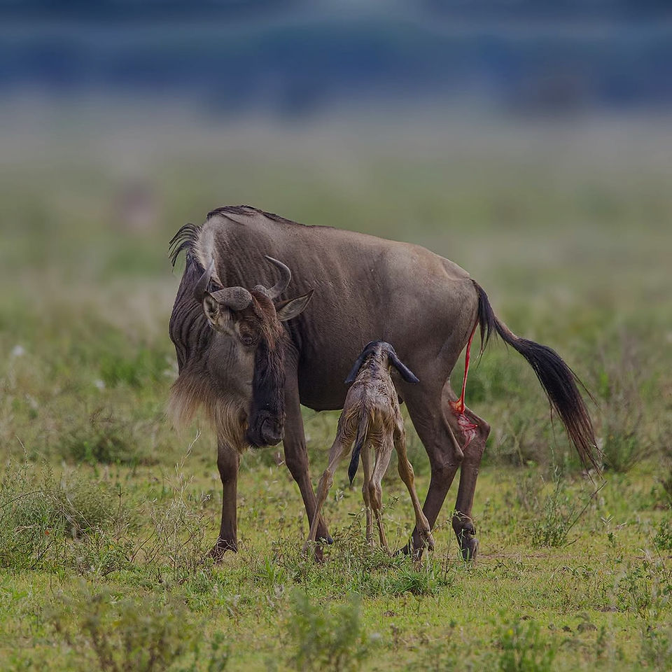 Calving Season