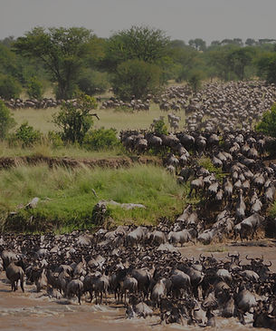 Great wildebeest migration crossing Mara river at Serengeti National Park - Tanzania