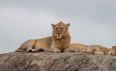 Lion at Kopjes in serengeti spotted during 3 Days Safari From Zanzibar