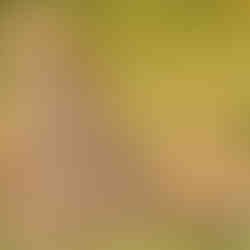 is the one to What to Expect on a Serengeti Safari