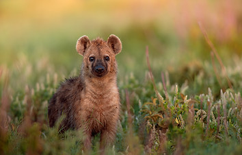 Mikumi National Park