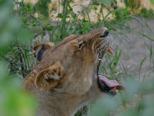 Safari from Zanzibar – Complete Guide to Tanzania Safari from Zanzibar