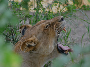 Safari from Zanzibar – Complete Guide to Tanzania Safari from Zanzibar