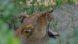 Safari from Zanzibar – Complete Guide to Tanzania Safari from Zanzibar