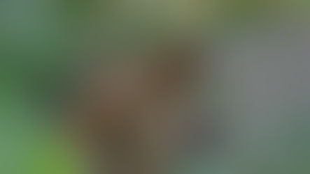 Safari from Zanzibar – Complete Guide to Tanzania Safari from Zanzibar