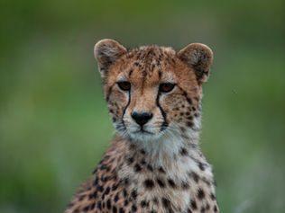 Experience the Best Wildlife Safari in Tanzania