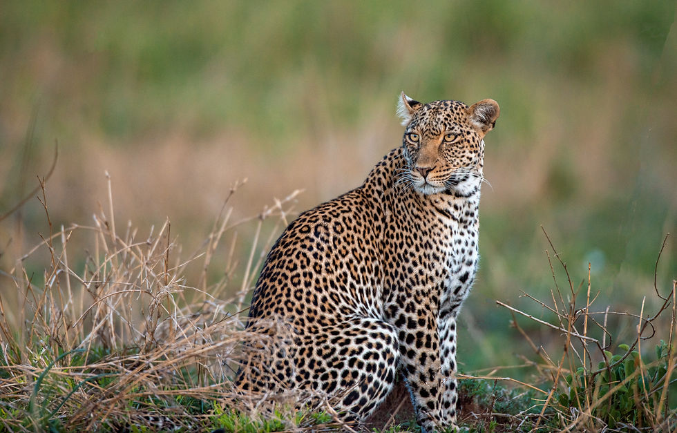 Safe safari travel Tanzania