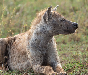 5-Day Tanzania Safari from Zanzibar_edited.jpg