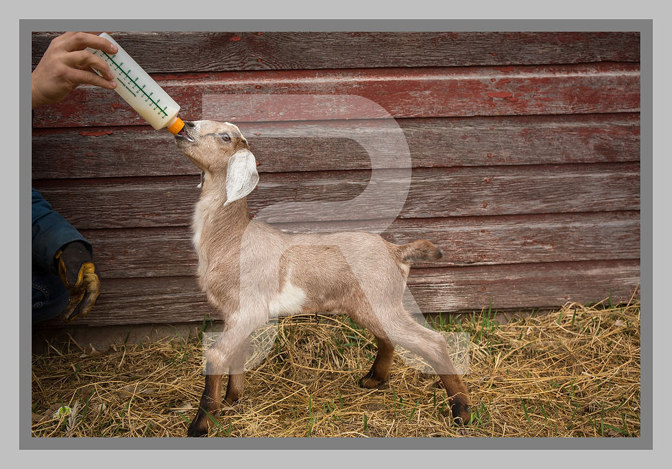 Nubian Goat Bottle Baby Drinking by Barn
