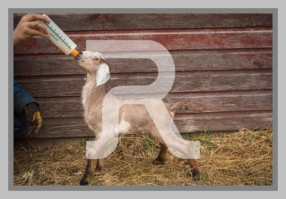 ree