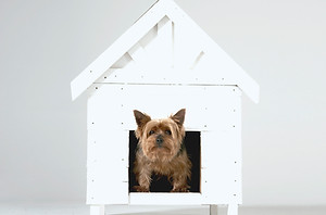 Dog House