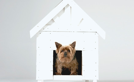 Dog House