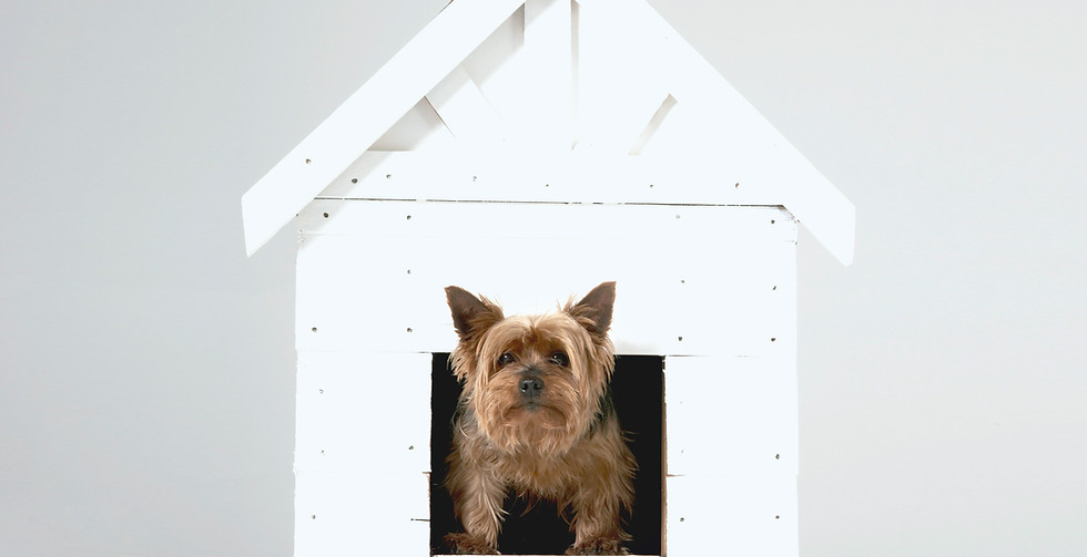 Dog House